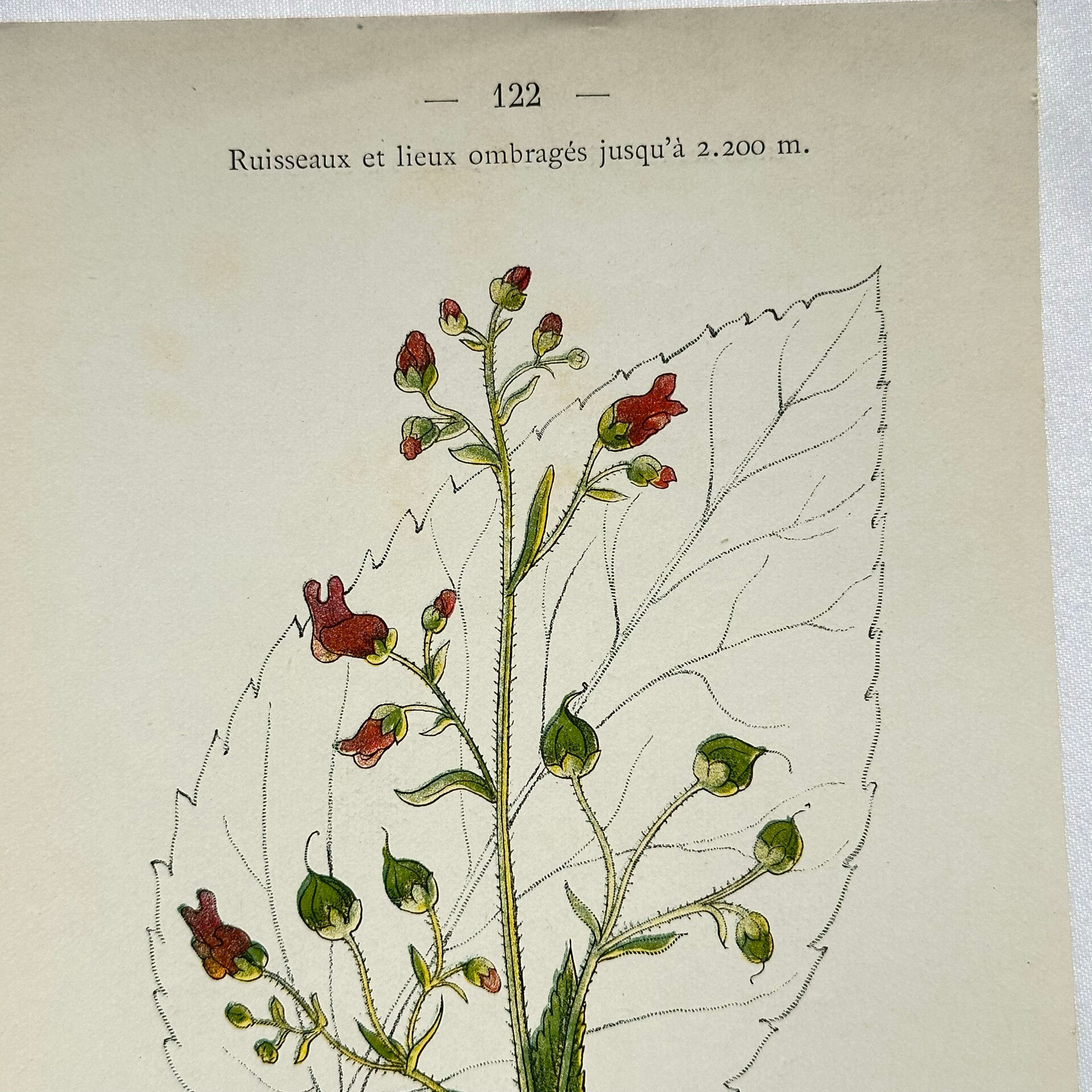 19th-century botanical engraving, double-sided, hand-coloured, naturalist work.