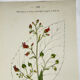19th-century botanical engraving, double-sided, hand-coloured, naturalist work.