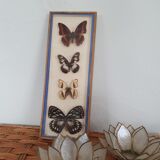 Naturalized butterflies frame
