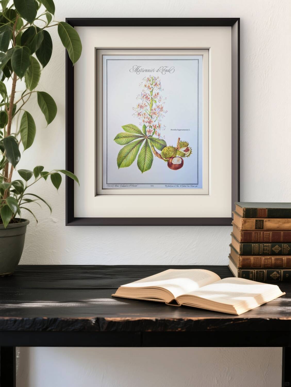 Printed in 1986, the Horse Chestnut. Vintage Botany.