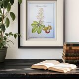 Printed in 1986, the Horse Chestnut. Vintage Botany.