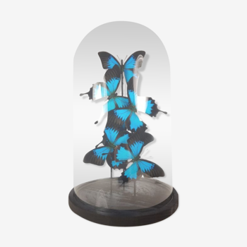 Papillons de l'empereur bleu sous grand dôme en verre