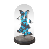 Papillons de l'empereur bleu sous grand dôme en verre