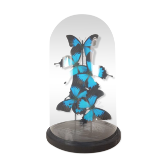 Papillons de l'empereur bleu sous grand dôme en verre