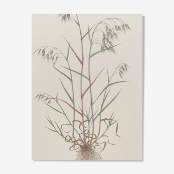 Planche botanique vintage - Vulpin des champs - Gravure de plante