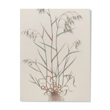 Vintage botanical board - Field foxtail - Plant engraving