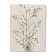 Vintage botanical board - Field foxtail - Plant engraving