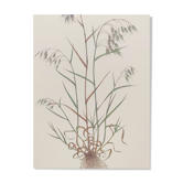 Vintage botanical board - Field foxtail - Plant engraving