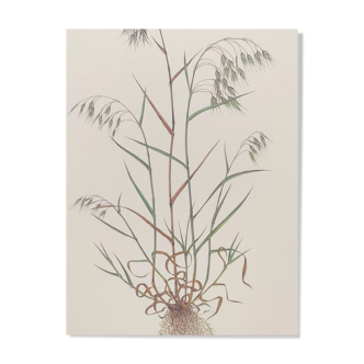 Vintage botanical board - Field foxtail - Plant engraving