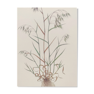 Planche botanique vintage - Vulpin des champs - Gravure de plante