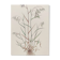 Vintage botanical board - Field foxtail - Plant engraving