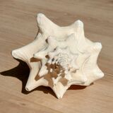 Conch Seashell - Lobatus gigas - 21 cm