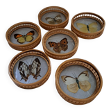 6 70's Butterflies under glass and their support
