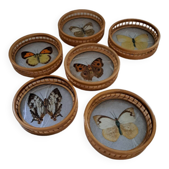 6 70's Butterflies under glass and their support