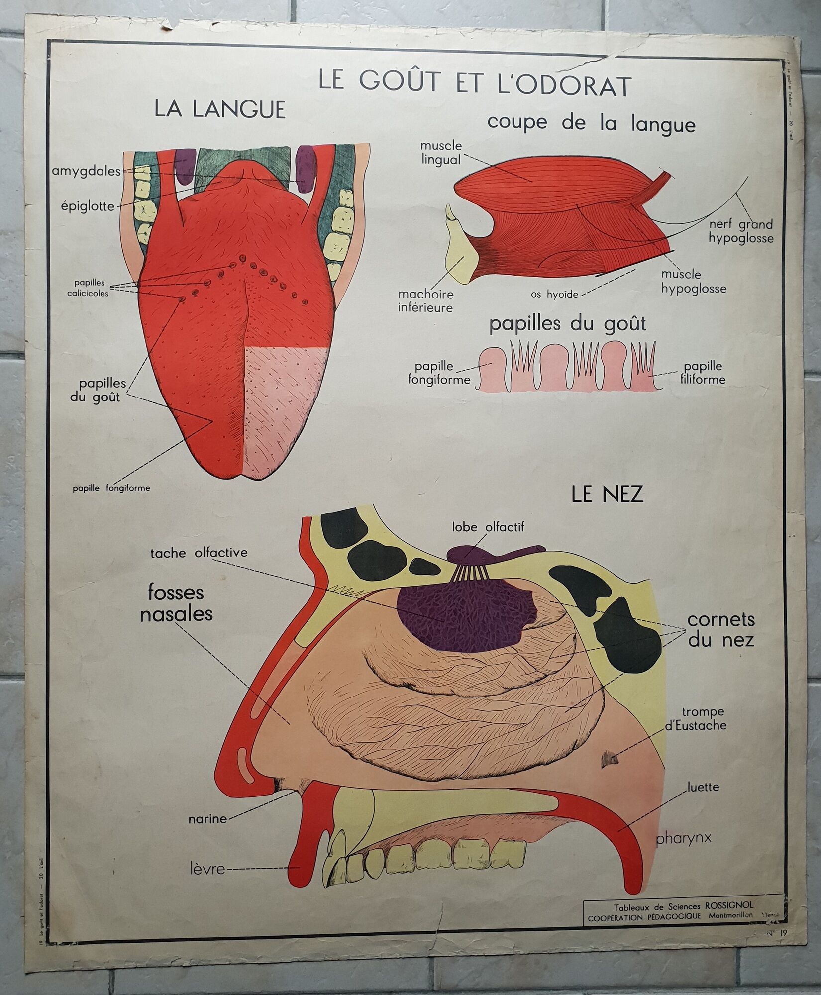 School poster Rossignol - taste and smell and the eye