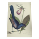 Old bird engraving -Monedula Nigra- zoological illustration by Seligmann & Catesby