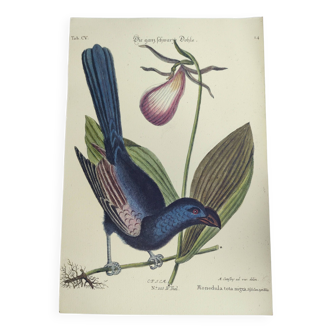 Gravure ancienne oiseaux  -Monedula Nigra- illustration zoologique de Seligmann & Catesby