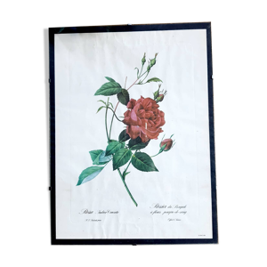Affiche botanique sous verre JP