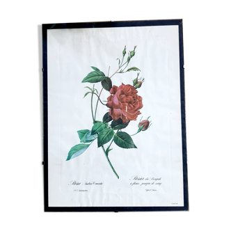 Botanical poster under glass JP Redouté Bengal rose