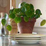 3 Quadrifoglio dessert plates.