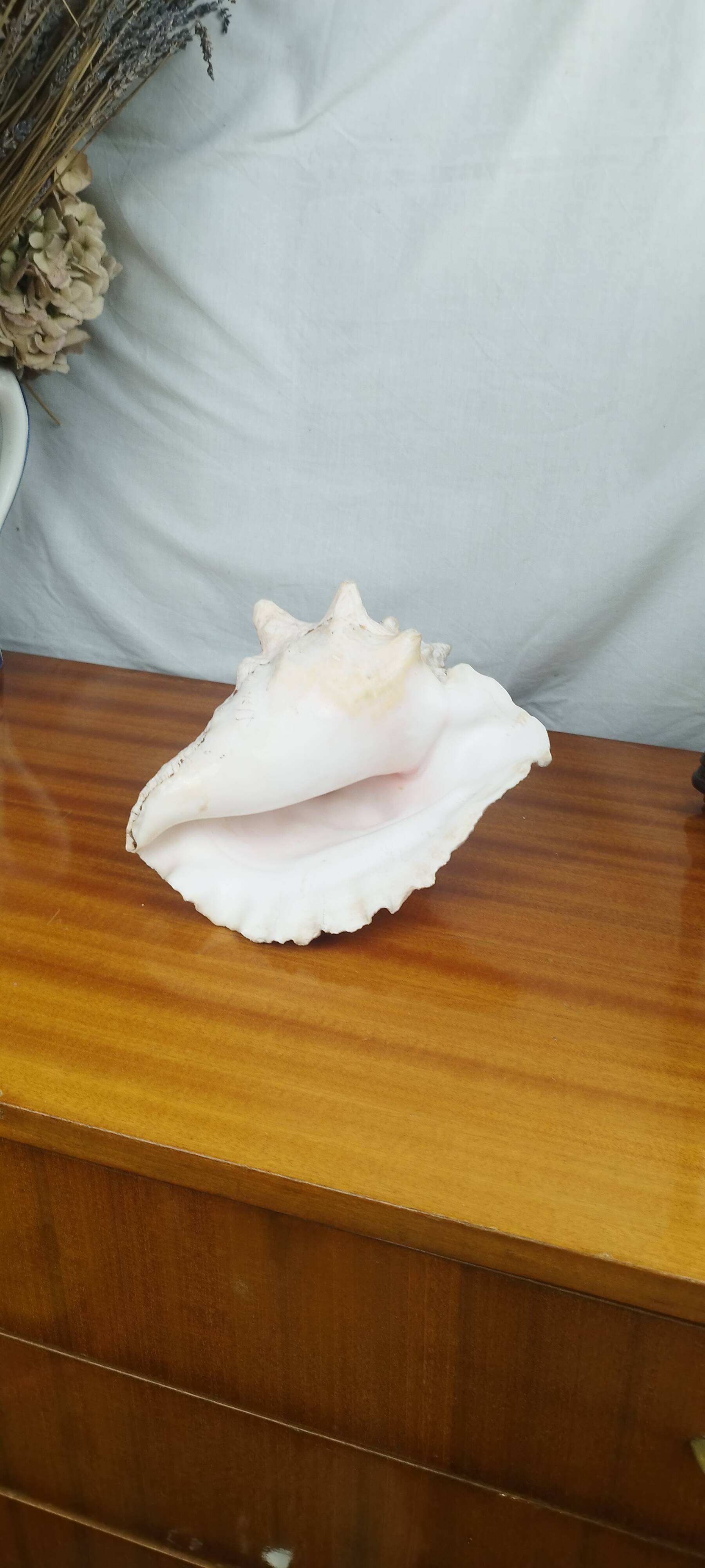 Large Lambi Conch, Marine Curiosity Object, Vintage Seashell