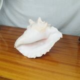 Large Lambi Conch, Marine Curiosity Object, Vintage Seashell