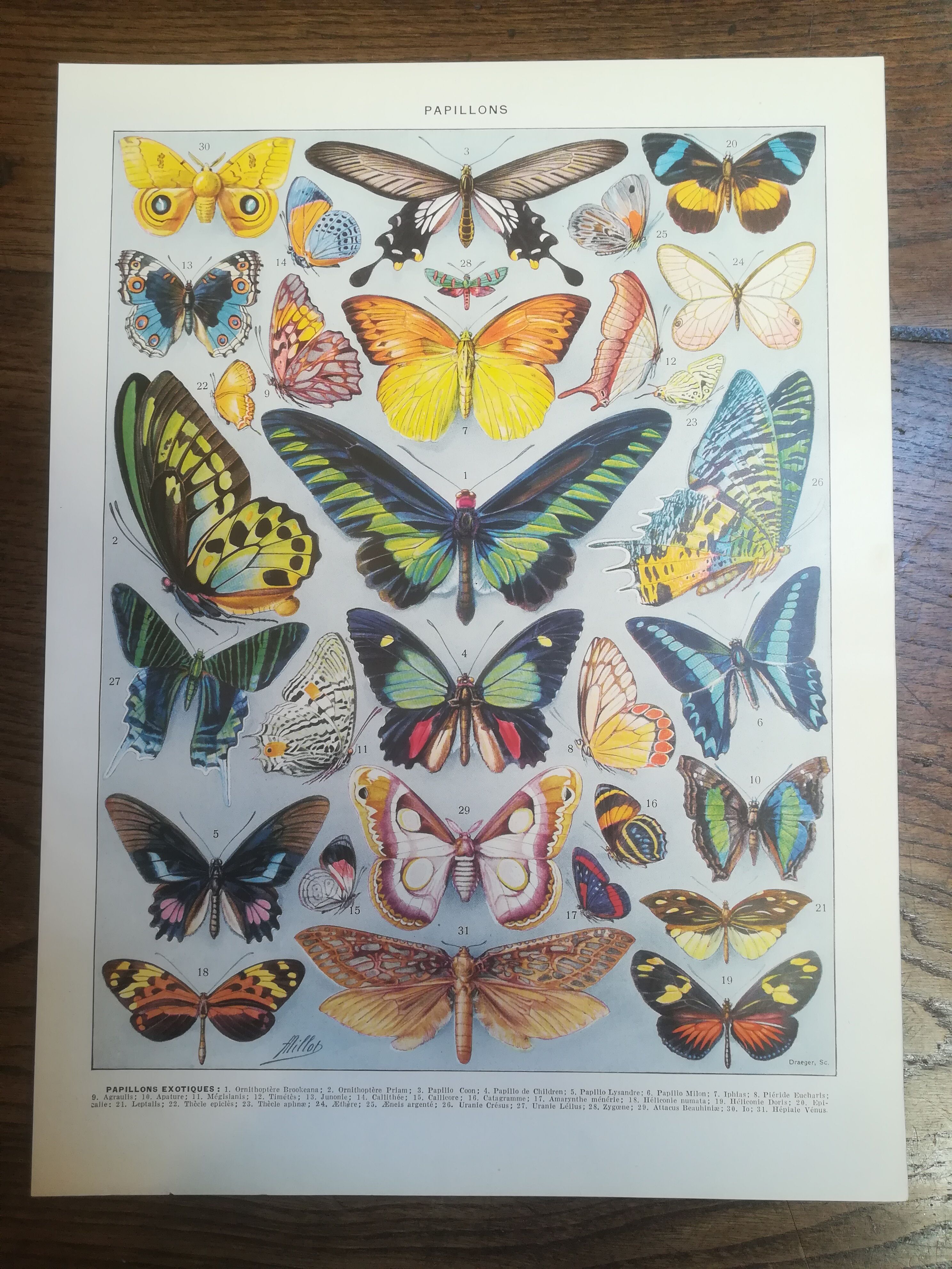 Lithographie sur les papillons de 1928 "exotiques"
