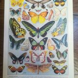 Lithograph on "exotic" butterflies of 1928