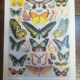 Lithographie sur les papillons de 1928 "exotiques"