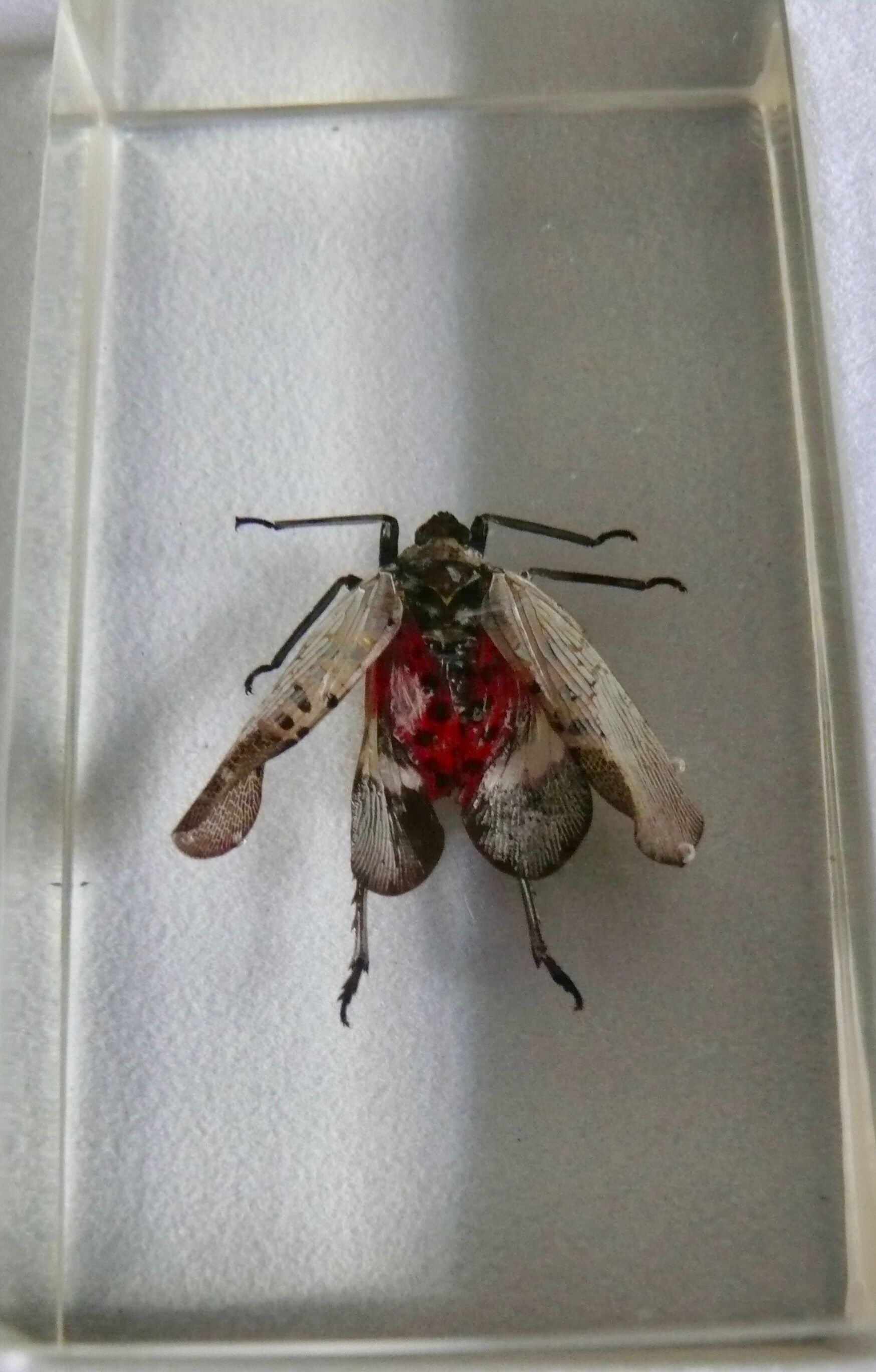 Insects in resin inclusion