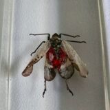 Insects in resin inclusion