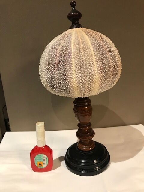 Sea urchin for Cabinet of Curiosities