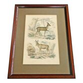 Animal engraving xixth illustration travies art framing cabinet of curiosities n° 14
