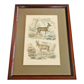 Animal engraving xixth illustration travies art framing cabinet of curiosities n° 14