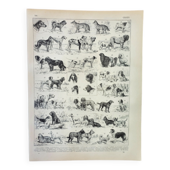 Gravure • Race de chien, berger • Affiche originale et vintage de 1898