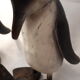 Family of 4 wooden penguins art deco