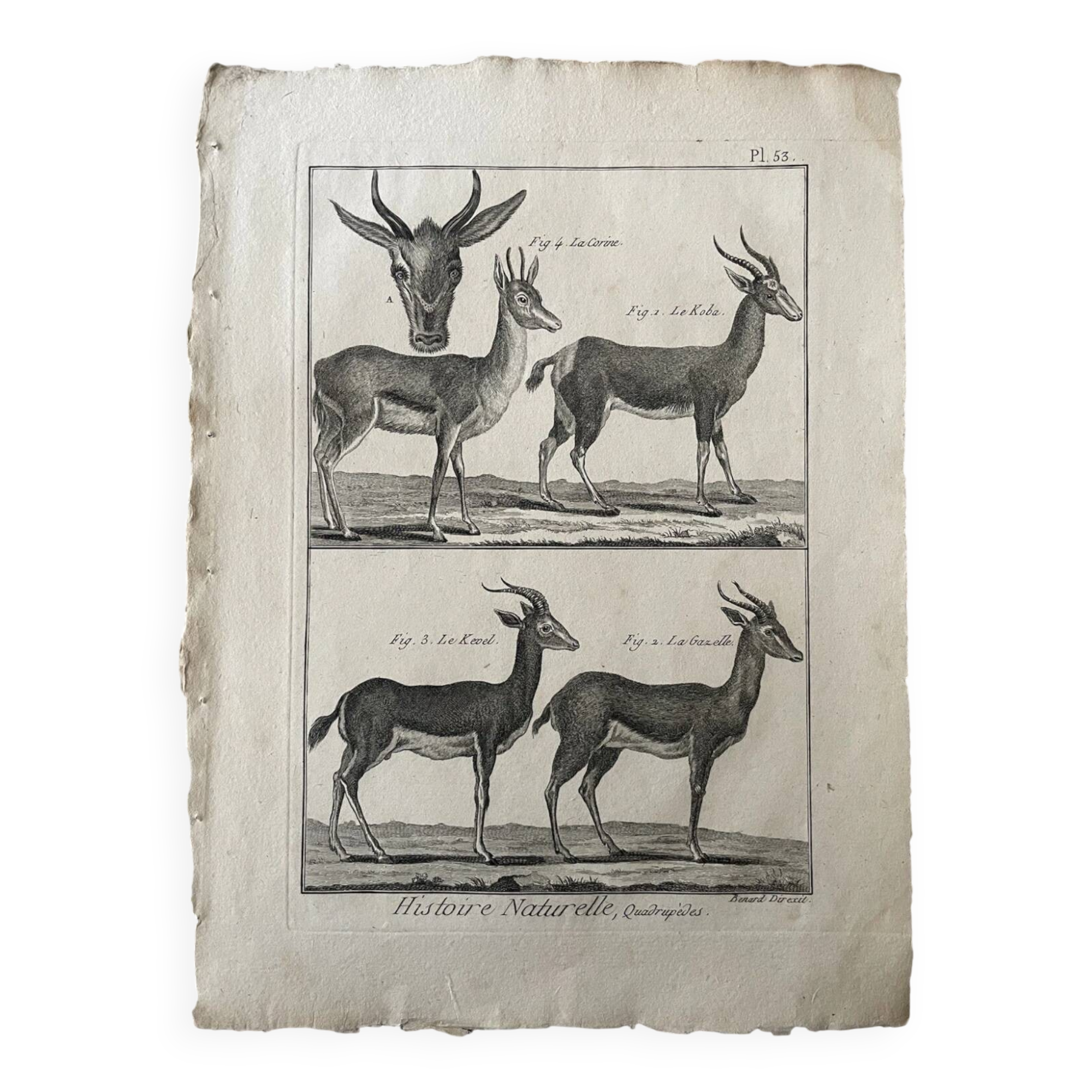 Engraving Old book 18th century Buffon, Bonnaterre, Natural history