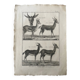 Engraving Old book 18th century Buffon, Bonnaterre, Natural history