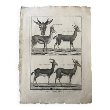 Engraving Old book 18th century Buffon, Bonnaterre, Natural history