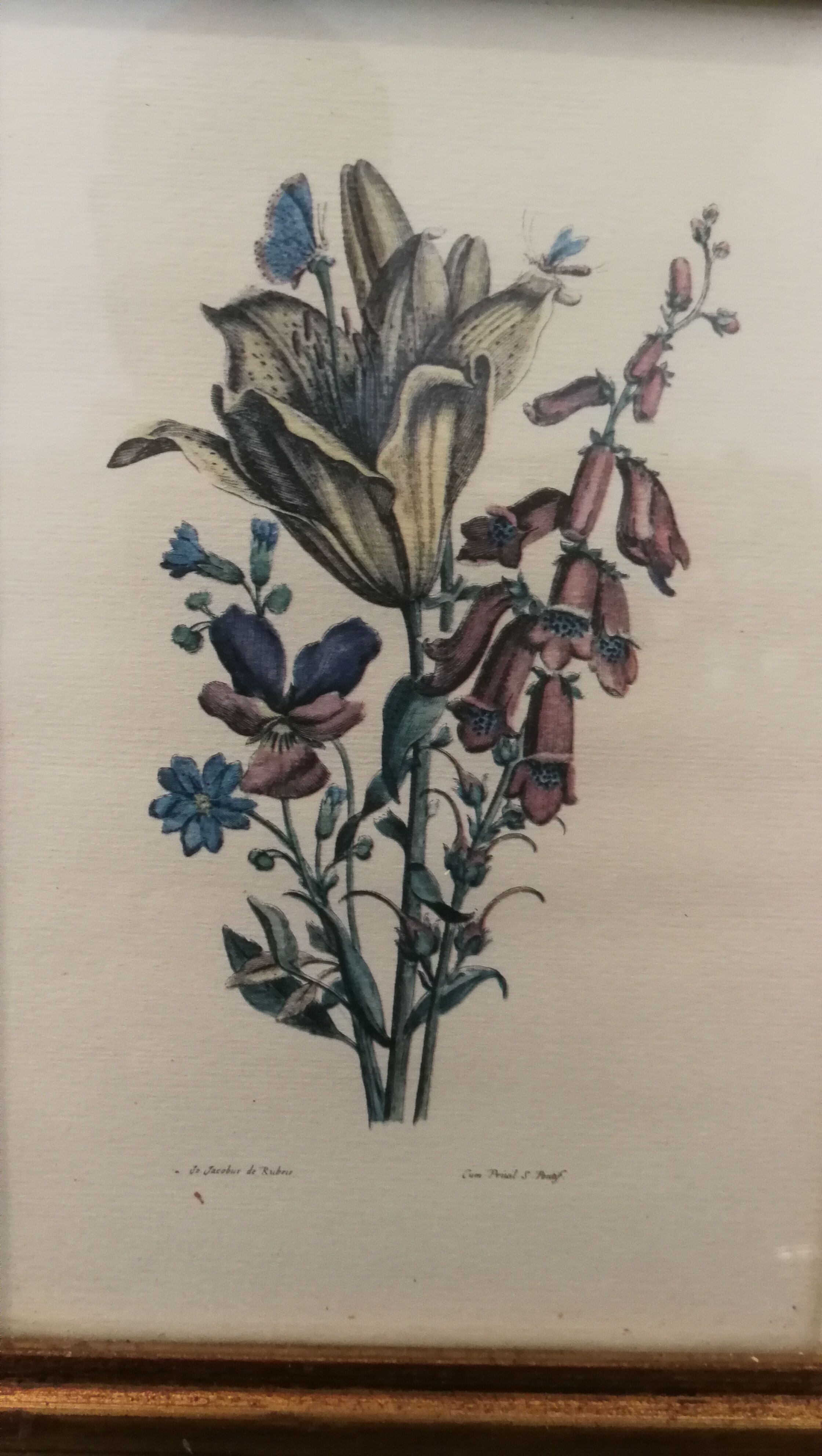 Two botanical frames oj Jacobus de Rubeis