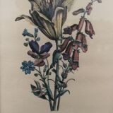 Two botanical frames oj Jacobus de Rubeis