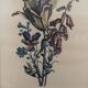 Two botanical frames oj Jacobus de Rubeis