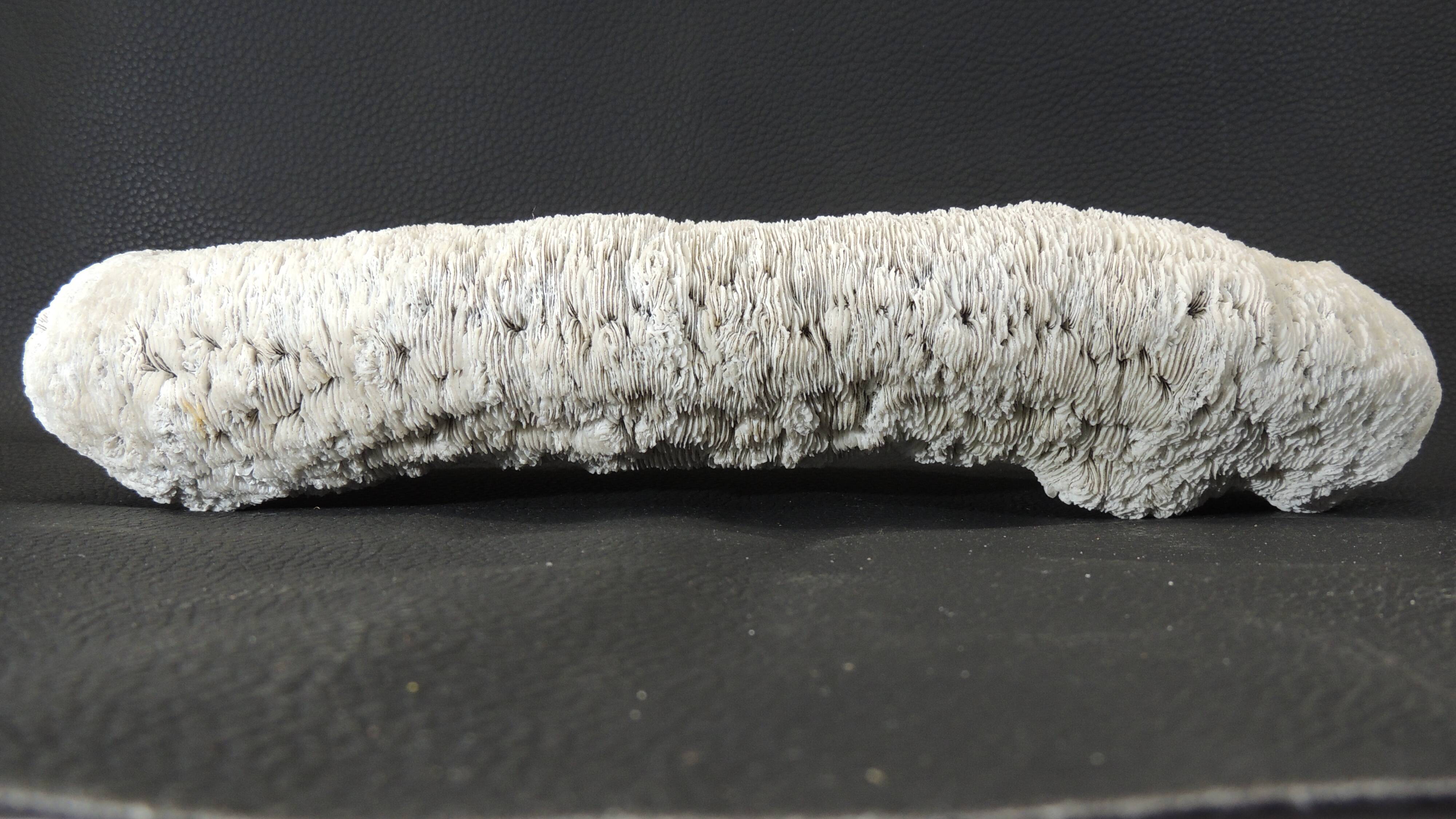 White coral cushion shark, vanuatu, papua new guinea