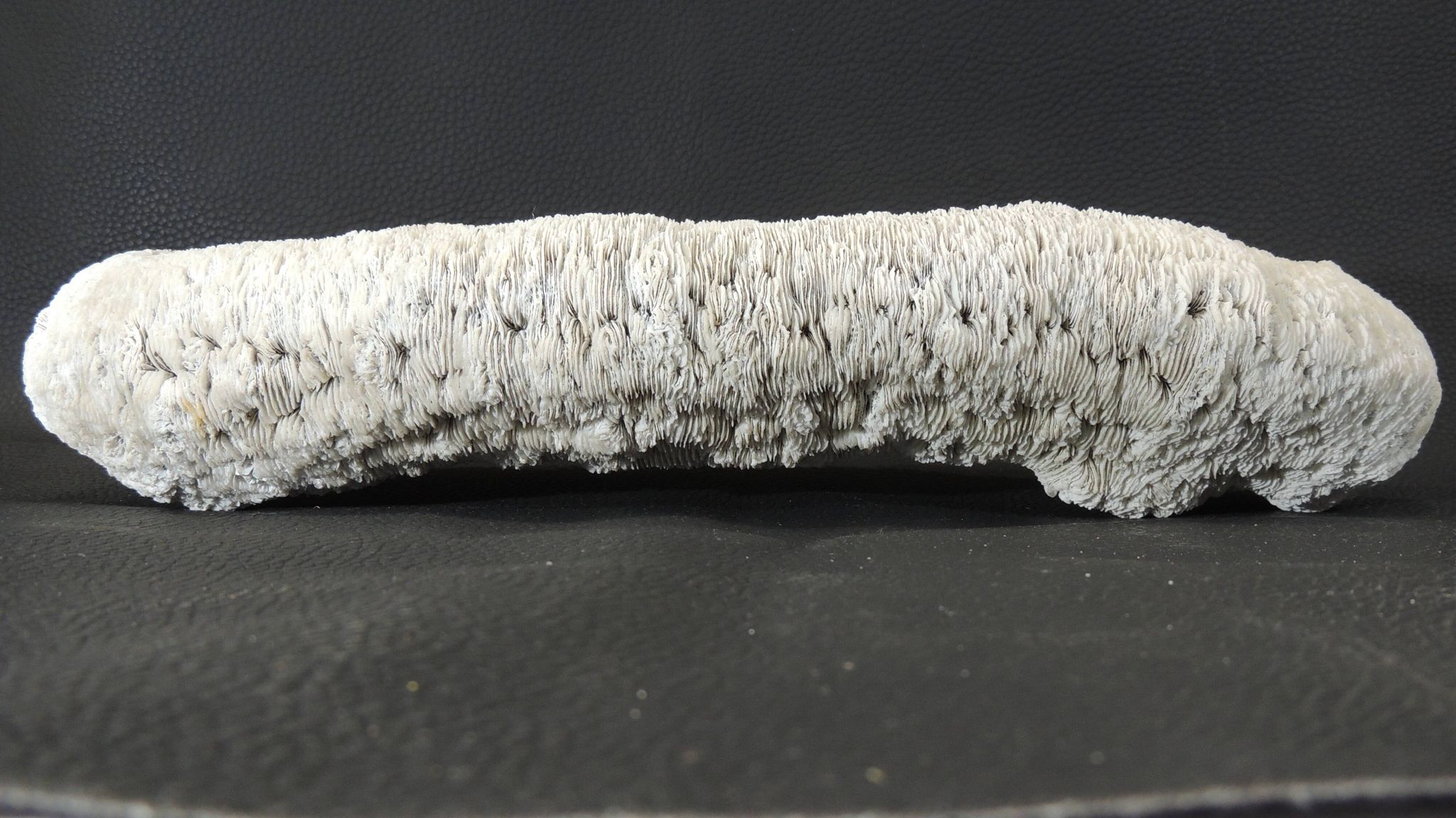 White coral cushion shark, vanuatu, papua new guinea