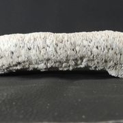 White coral cushion shark, vanuatu, papua new guinea