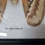 Naturalized female Atlas Moth butterfly