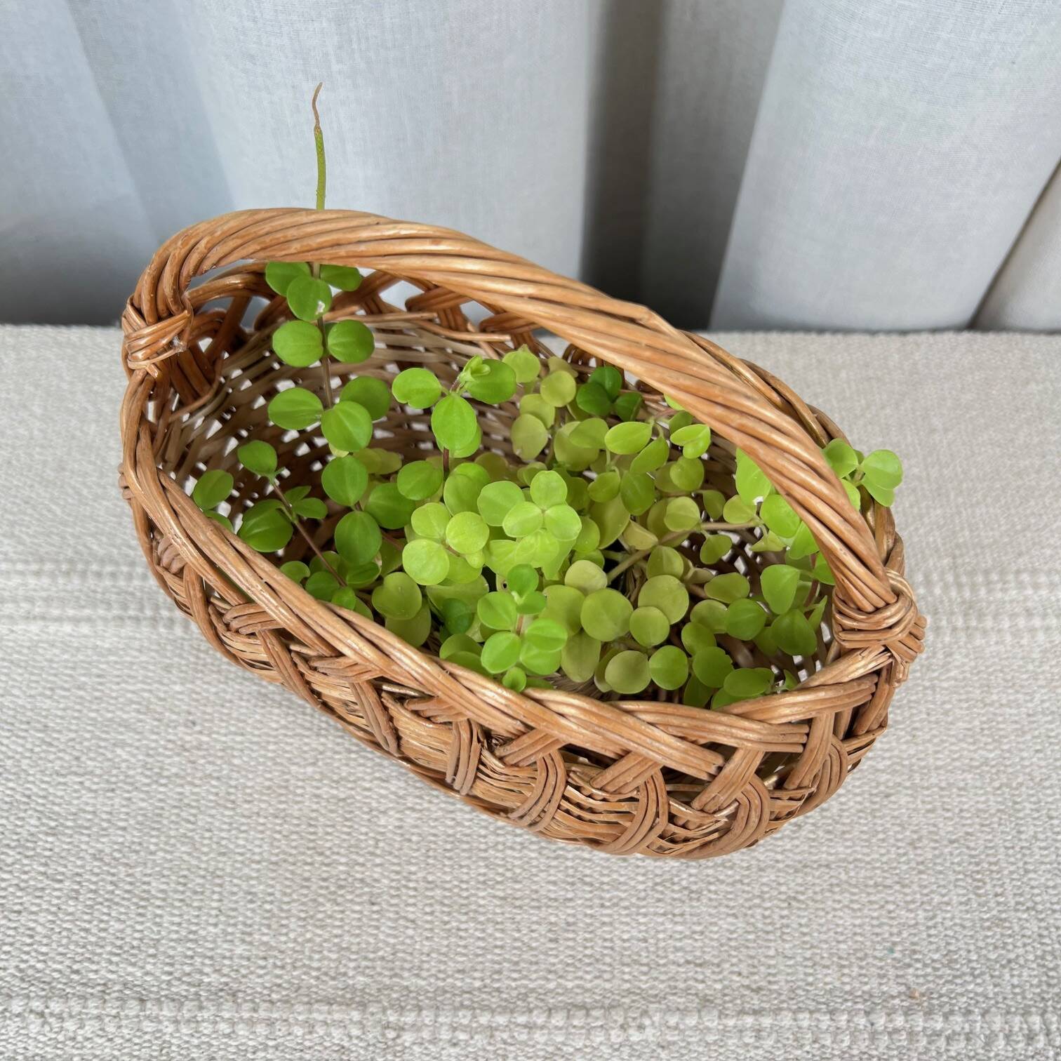 Small oval woven wicker basket