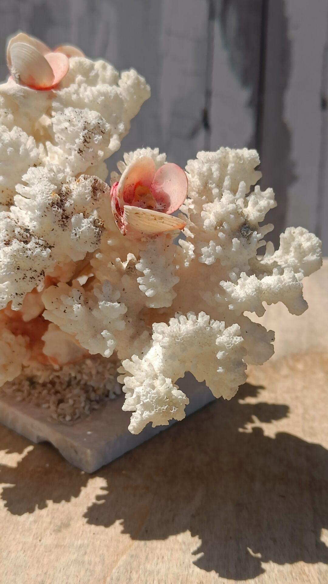 White coral tree with shell