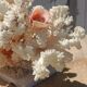 White coral tree with shell