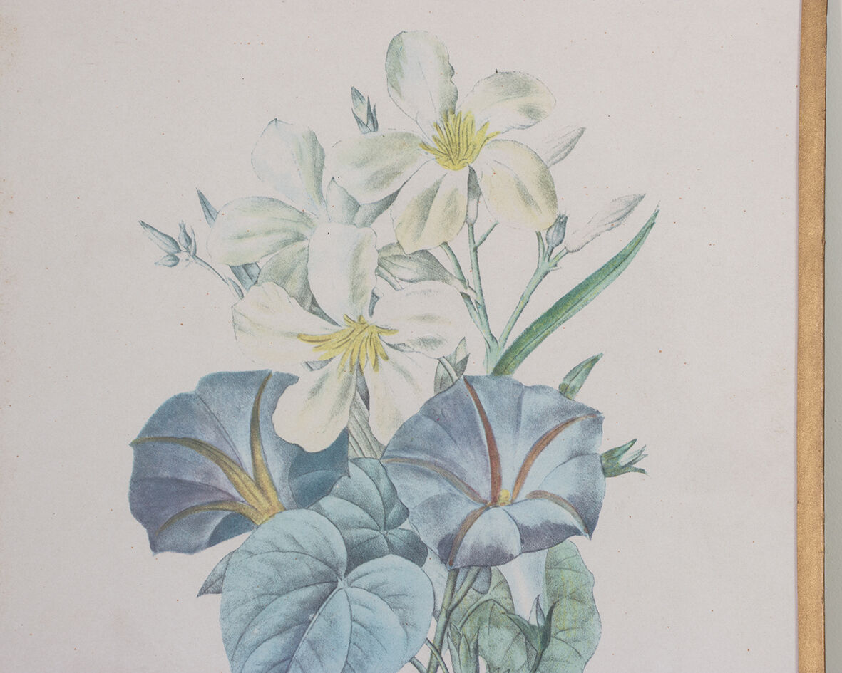 Planche de botanique "Laurier blanc et liserons"
